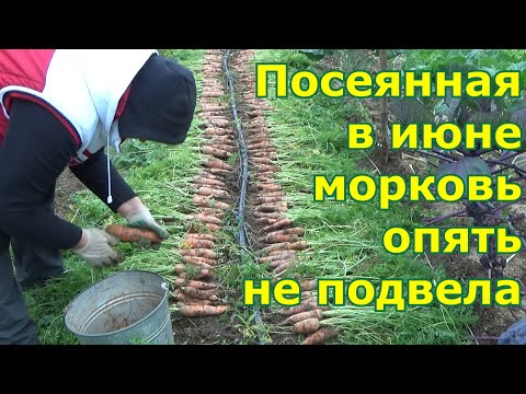 Видео: Морковь для хранения сажаю только в середине июня и довольна. Преимущества посева моркови в июне