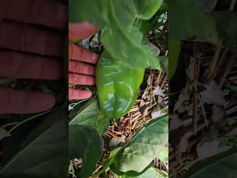 Видео: Градината ми на 30 август 2025г.