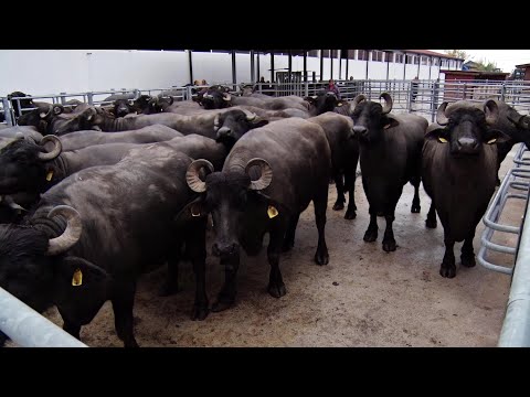 Видео: Животновъдството: Упорит труд и всеотдайност