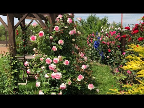 Видео: Роза Пьер де Ронсар 🌹и другие плетистые розы.Обзор.
