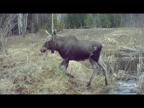 Видео: Фотоловушки. Весенний лес