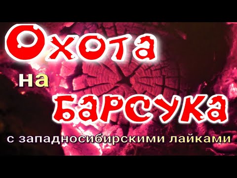 Видео: Охота на барсука с западносибирскими лайками ночую в тайге с приключениями медведь караулил пол ночи