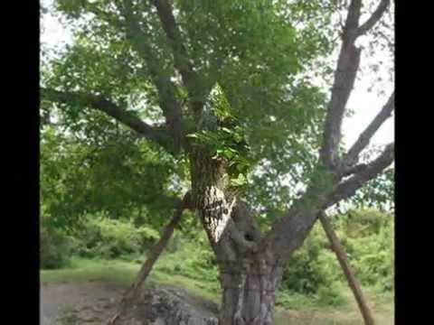 Видео: Иван Пънев - Орех се вие