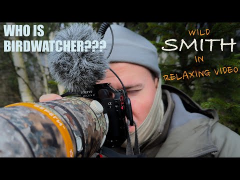 Видео: РАССЛАБЛЯЮЩИЕ ВИДЕО ИЗ ЛЕСА | НАБЛЮДЕНИЕ ЗА ПРИРОДОЙ | РАЗГОВОРЫ С ВОРОНОМ