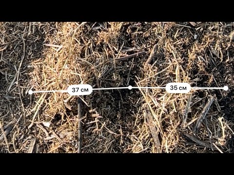 Видео: Посів ріпаку у Технічного .Частина 2