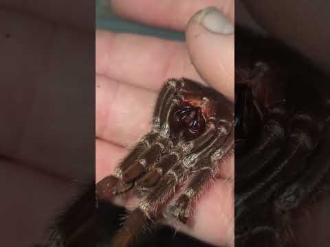 Видео: Кормление малышей птицеедов ласиодора парахибана. Продаются!