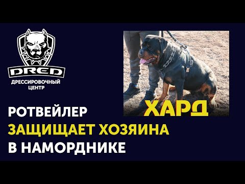 Видео: Как научить собаку охранять | Ротвейлер - хороший охранник? | Охрана в наморднике | Школа DRED