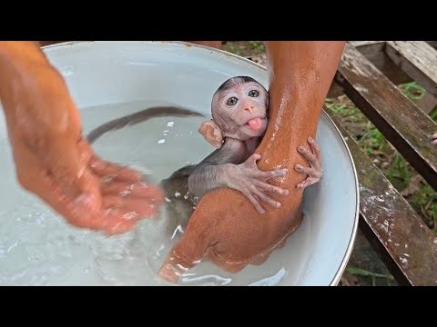 Видео: ИЗБЕГАЙТЕ ГРИБКА КОЖИ, КОТОРЫЙ МОЖЕТ ВЫЗВАТЬ РАНЫ НА КОЖЕ ДЕТЕНЫША ОБЕЗЬЯНКИ!