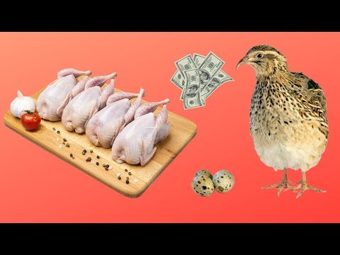 Видео: ДОПОЛНИТЕЛЬНЫЙ ДОХОД НА ПЕРЕПЕЛИНОЙ ФЕРМЕ.