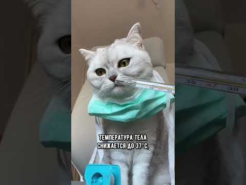 Видео: Как понять, что котика скоро не станет #кот #кошка #short