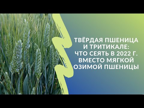 Видео: Твёрдая пшеница и тритикале: что сеять в 2022 году вместо мягкой озимки