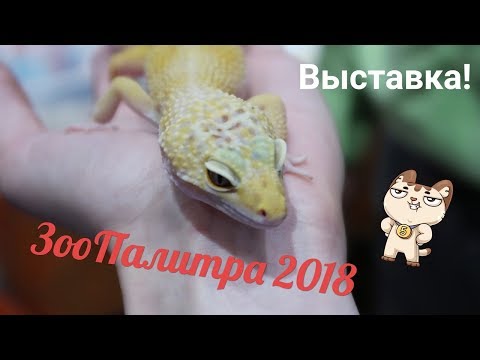 Видео: ЗООПАЛИТРА ОСЕНЬ 2018 | ВЫСТАВКА ДОМАШНИХ ПИТОМЦЕВ | Aoi Inko