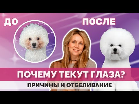 Видео: Почему у собак текут глаза? Что с этим делать?