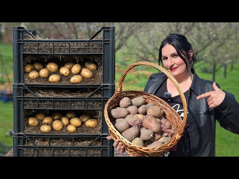 Видео: Выращивайте Картофель ВЕЗДЕ - Практичный Способ Выращивания