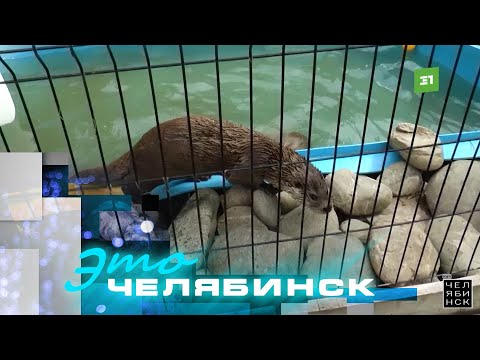 Видео: Это Челябинск: городской зоопарк. Часть 1