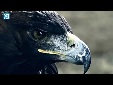 Видео: Темірхан Медетбек. Біз қандай едік?