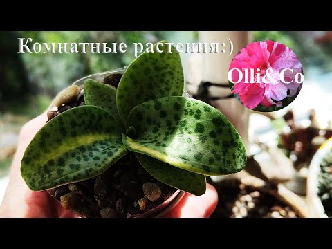 Видео: Осенний обзор  Комнатные растения, цветы  = Лекарства от депрессии #комнатныерастения