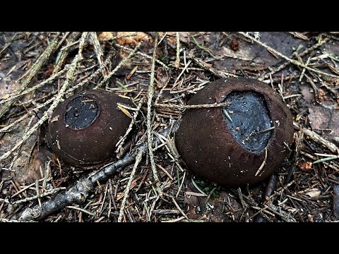 Видео: За грибами дружной компанией ! САРКОСОМА ПОЛЯНАМИ ! Грибы 2024 !