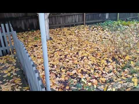 Видео: Осень 🍂 в природе, Осень в работе. 