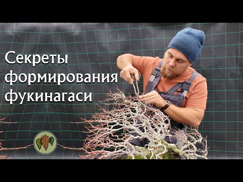 Видео: Секреты формирования бонсай в стиле фукинагаси (согнутое ветром) / fukinagashi @Studio.Bonsai