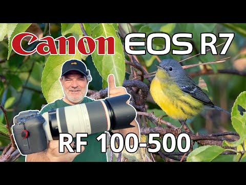 Видео: Зум-объектив Canon R7 для съемки перелетных птиц RF 100-500!