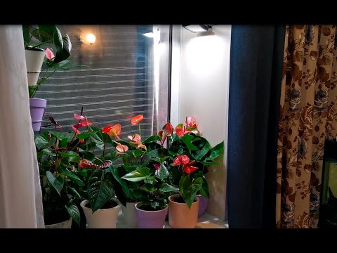 Видео: Хорошо ли антуриумам и другим цветам на подоконнике? Часть 3