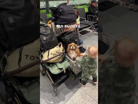 Видео: Переезд в Таиланд с ребёнком и собакой — с нуля в новой стране 🇹🇭