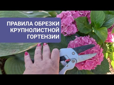 Видео: Правила обрезки крупнолистной гортензии.