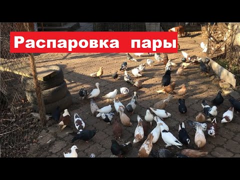Видео: Для чего нужна распаровка пары голубей...