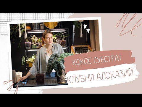 Видео: Кокосовый грунт. Клубни алоказий