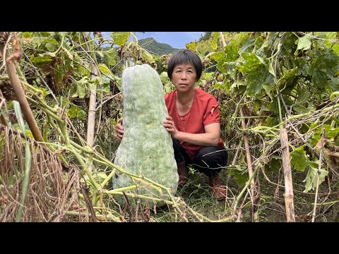 Видео: Собери большую зимнюю дыню, бабушка сделает зимнюю дыню вкусной, сладкой и освежающей.