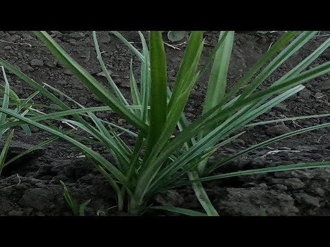 Видео: ЯК ВИРОСТИТЬ ТИГРОВИЙ ГОРІХ В ДОМАШНІХ УМОВАХ /ТИГРОВИЙ ГОРІХ / ЧУФА / ОХОТА НА РИБАЛКУ