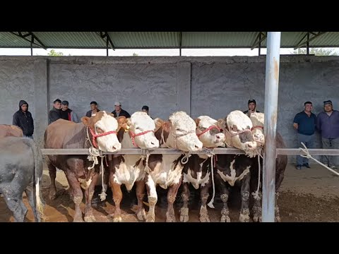 Видео: ЯНГИКУРГОН МОЛ БОЗОРИ НАРХЛАР ТУШЯПТИ  КАТТА ВА МАЙДА МОЛЛАР НАРХЛАРИ