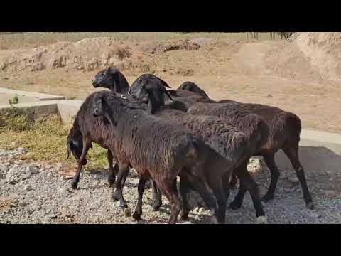 Видео: 29 октября 2025 г.