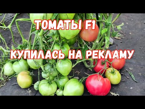 Видео: НИКОГДА НЕ САЖАЙТЕ ТОМАТЫ F1!? ВСЯ ПРАВДА О ПЛАСТМАССОВЫХ ТОМАТАХ!