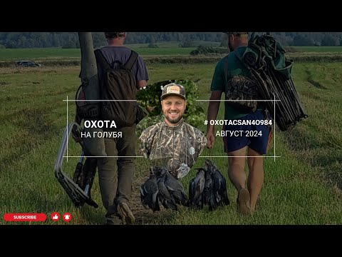 Видео: Охота на вяхиря 2024. Впервые охочусь на голубя.Нашёл много птицы. Шикарные налёты. #shots #birds