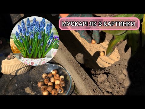 Видео: Посадка мускарі восени. Як і коли садити цибулини мускарі.