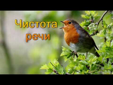 Видео: "Чистота речи". В. Залкин. МСЦ ЕХБ.