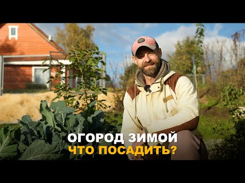 Видео: ЗИМНИЙ ОГОРОД. Что посадить под зиму в огороде и теплице? Три способа хранения лука порея.