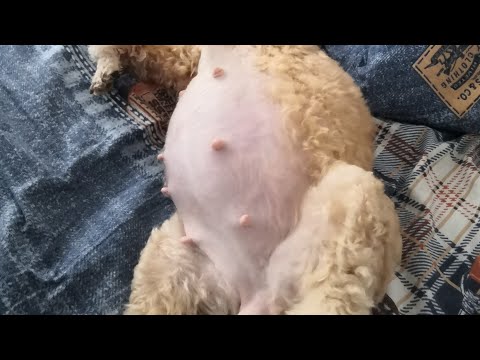 Видео: Как точно определить КОГДА БУДЕТ РОЖАТЬ СОБАКА?