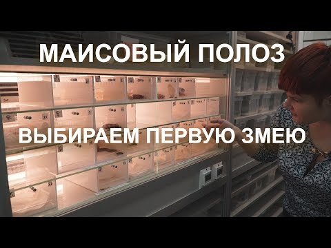 Видео: Маисовый полоз. Выбираем первую змею.