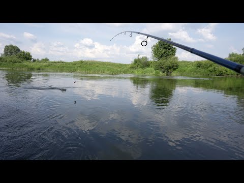 Видео: Рыбалка, голавль на кузнечика/саранчу, река Мокша, жара