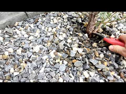 Видео: Скальный можжевельник.И снова многоствольчатость.
