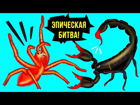 Видео: Кто победит в схватке между скорпионом и самым большим пауком на земле