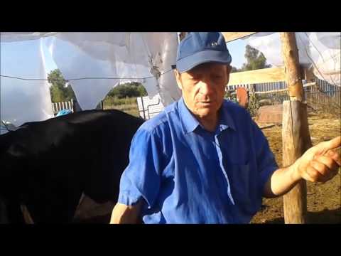 Видео: Определение беременности коровы