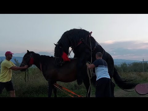 Видео: 🔥PERCHERON🔥Фараон і Зірка Славка💪 лисанського🏕