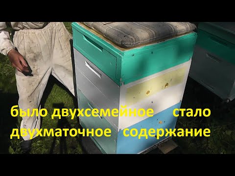 Видео: двухсемейное ,двухматочное  содержание