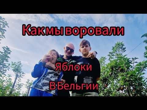 Видео: Как мы собирали яблоки в Бельгии, фермерские яблоки