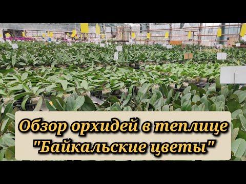 Видео: Обзор орхидей в теплице "Байкальские цветы", г. Пушкино, МО#обзор#orchid#original#plants#цветы