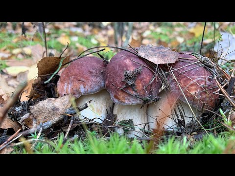 Видео: Грибний сезон в лісах Київщини.🍄‍🟫🇺🇦❤️ Тихе полювання жовтень 2024.